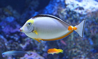 Trichodina im Aquarium