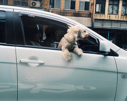 Hund lehnt sich im Stadtverkehr aus dem Fenster