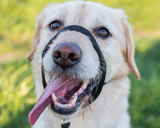 Labradoodle mit Maulkorb