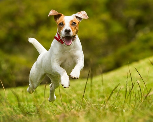 Hund spielend auf Wiese