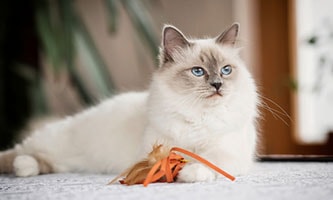 Alles für Katzenliebhaber in Deinem ZOO & Co. Tierfachmarkt